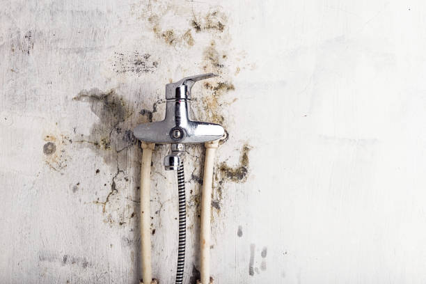 Best Basement Mold Remediation in Hickory Creek, TX