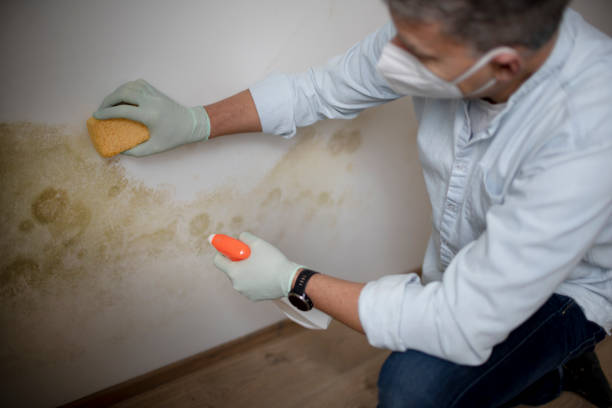 Reliable Hickory Creek, TX Mold Remediation Solutions