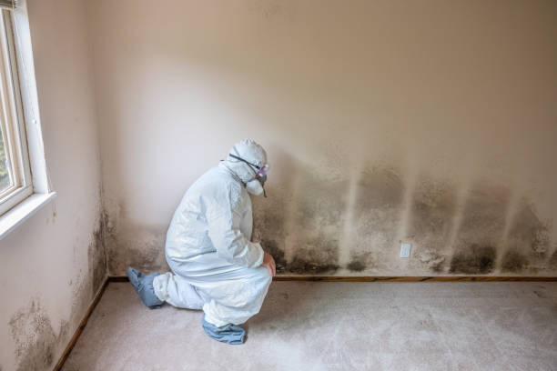 Best Mold Testing and Inspection Services in Hickory Creek, TX