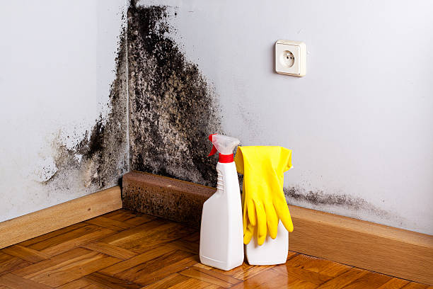 Best Post-Flood Mold Remediation in Hickory Creek, TX